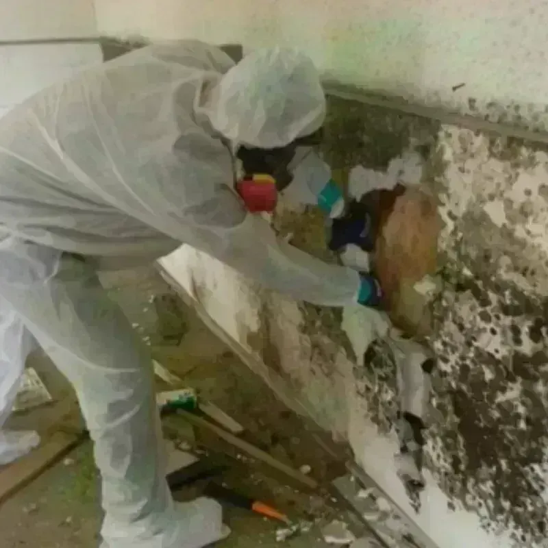 Mold Remediation and Removal in Haddonfield, NJ